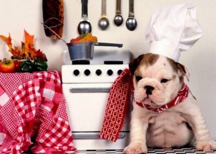 IT S READY ! - cooking, funny, kitchen, dog