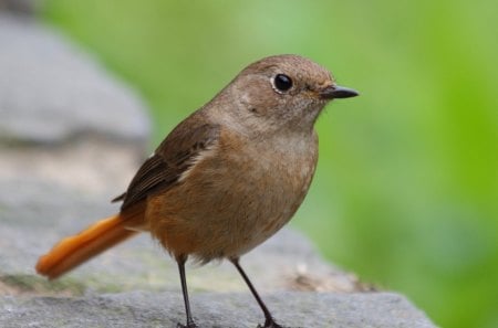 *** A small gray bird *** - szary, ptaki, ptaszek, zwierzeta