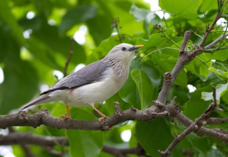 *** A small gray bird on a twig *** - zwierzeta, maly, ptaki, szary