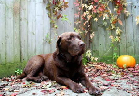 *** Labrador retriever *** - zwierzeta, psy, dynia, jesien