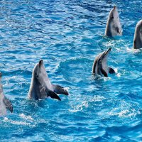 *** Dancing Dolphins ***