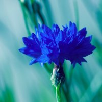 CORNFLOWER BLUE