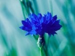 CORNFLOWER BLUE