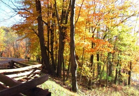 Autumn in the Park - fall, trees, nature, autumn, forest, fence, state park