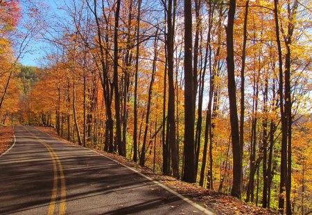 Autumn Road in the Park - west virginia, nature, fall, trees, tygart lake, leaves, road