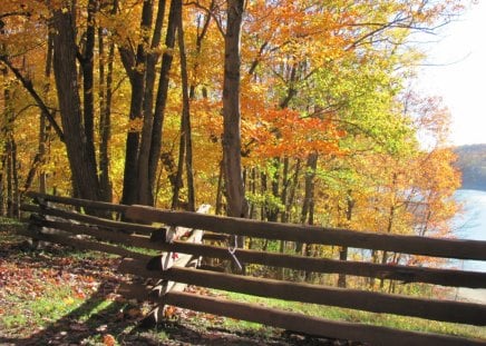 Autumn at the Lake - fall, west virginia, trees, water, nature, forest, fence, tygart lake