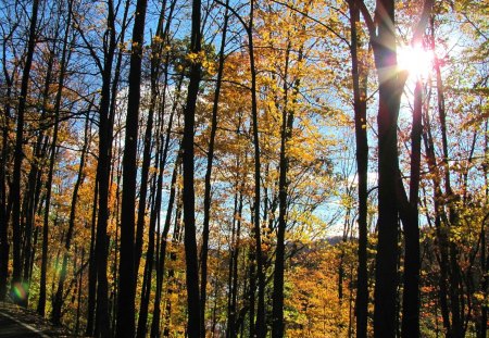 Sunlight Glow in the Forest - fall, trees, nature, autumn, tygart lake state park, sun