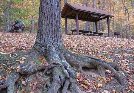 Grab Hold of Nature - fall, trees, nature, roots, picnic, state park