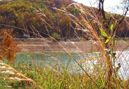 Autumn Grass near the Lake - nature, fall, lake, weeds, grass