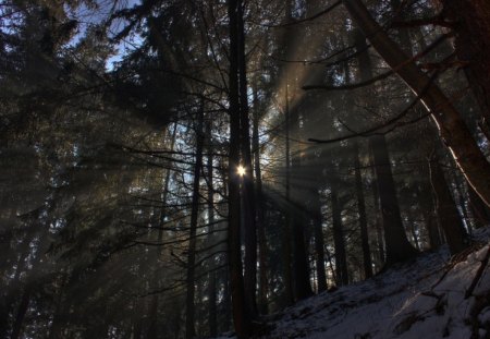 Beautiful View - nature, view, sky, forest, sun, beautiful