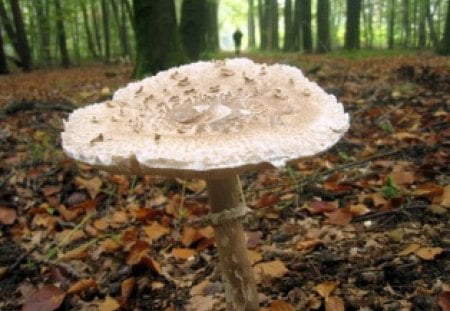 Mushroom - nature, autumn, mushroom, forests, trees, leaves