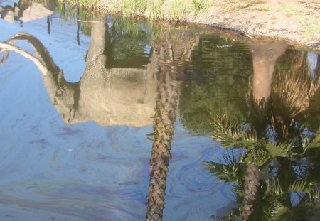 Reflection - pit, museum, tar, la brea, los angeles