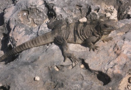 Igauana on Isla Mujeres - isla mujeres, mexico, iguana, cancun