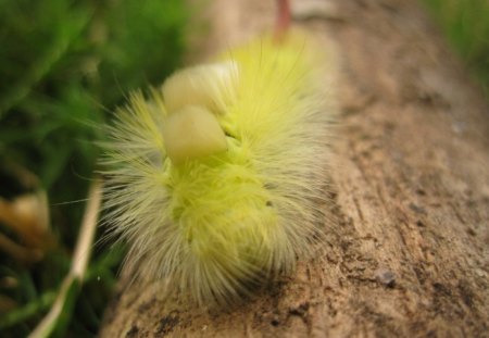 Caterpillar - yellow, butterflies, butterfly, forest, animals