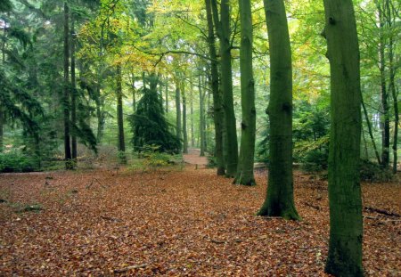 Forest - nature, autumn, fall, forests, trees, forest, leaves