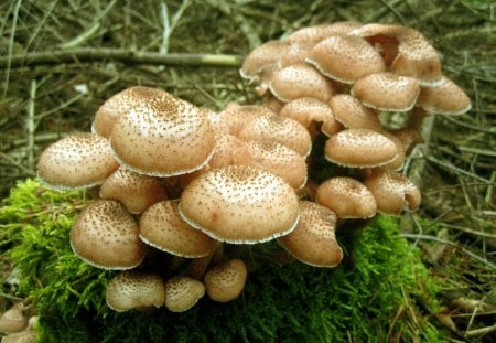 Mushroom - nature, autumn, mushroom, fall, forests, forest, green