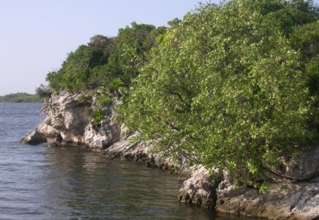 Cancun Lagoon - cancun, mexico, water, lagoon, tree