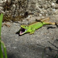 Lizard without tail