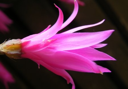 like a pink flame - cactus, flame, flower, pink