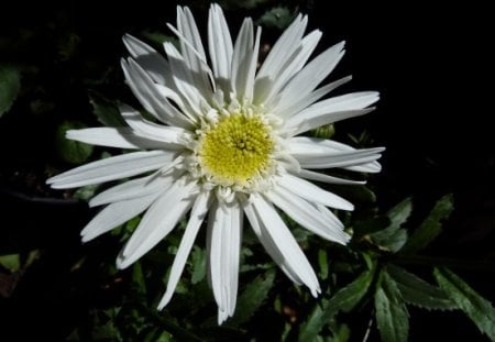 white flower in mom\'s garden - garden, white, flower, daisy