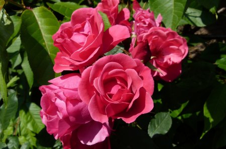 roses in mom's garden - green, roses, flower, pink