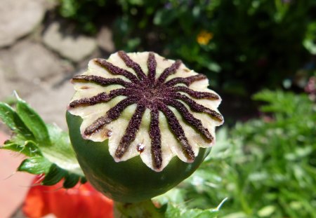 a poppy' heart - poppy, flower, heart, garden