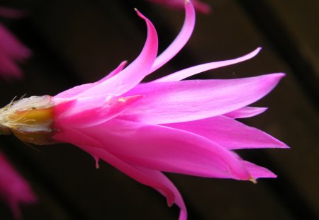 the pink flame - flower, cactus, pink, garden