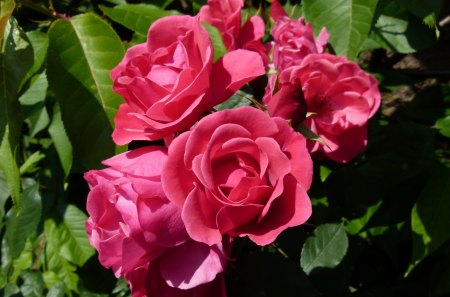 pink roses in mom's garden - garden, rose, flower, pink