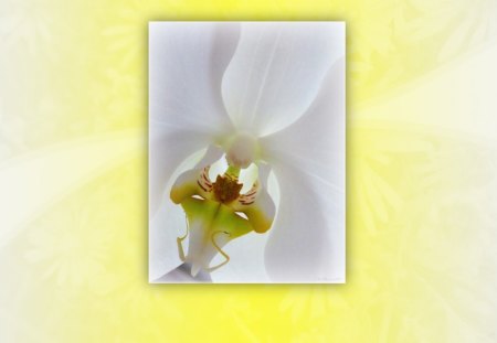 To Be With You - white, nature, yellow, macro, orchid, flower