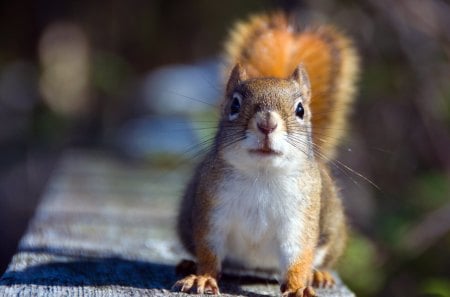 *** Red Squirrel *** - zwierzeta, ruda, ladowe, wiewiorka