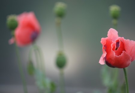 *** Flower bud *** - kwiaty, kwiatowy, natura, pak