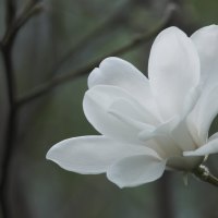 *** White magnolia flower ***