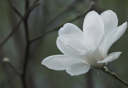 *** White magnolia flower *** - kwiaty, magnolia, biala, natura