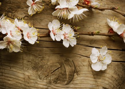 *** Apple  Trees Flowers ***