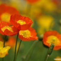 orange poppies