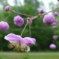 meadow rue