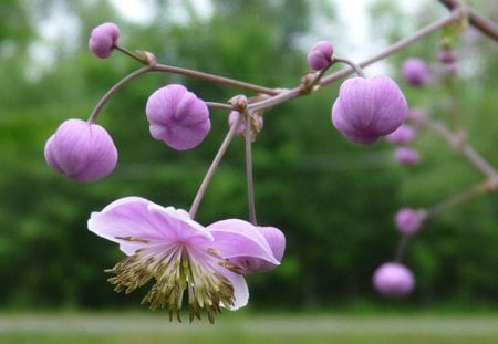 meadow rue - garden, flower, purple, pretty