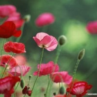 the poppies