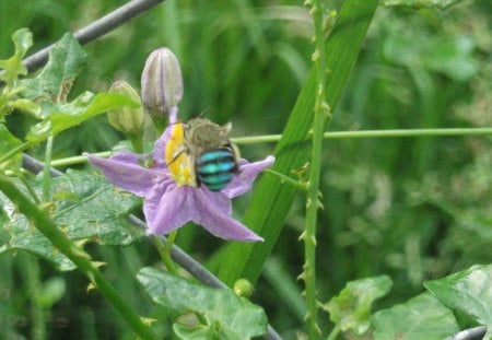 BEEING FOR HONEY - flowery, honey, micros, buzzz