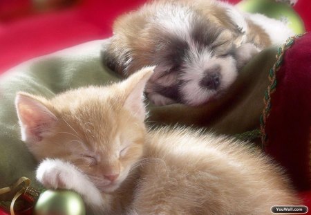 Cute sleeping friends - friends, puppy, sleeping, kitty