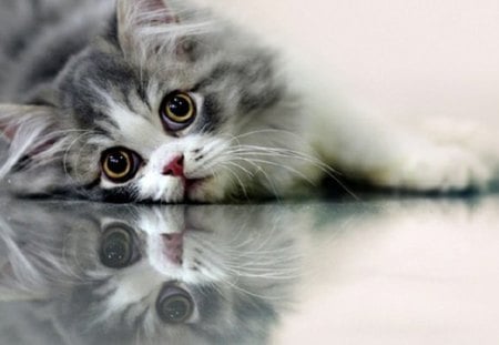 kitty reflection - glass table, reflection, kitty, cat