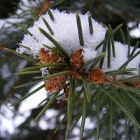 FROSTY PINES