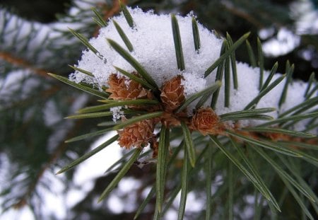 FROSTY PINES - christmas, ice, trees, pine trees, pinecones, snow, frost, needles