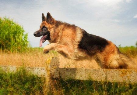 Shepard - tan and black, brave, dog, strong, german shepard, smart