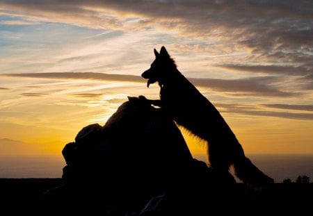 Shepard - tan and black, brave, sunset, german shepard, smart, dog, sun, strong