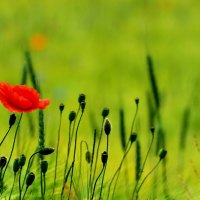 *** Lone red poppy flower ***