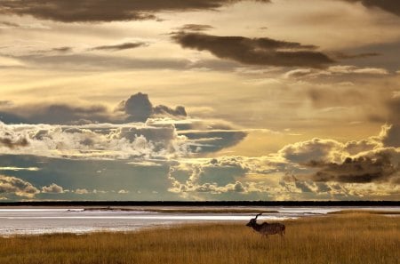 Kudu Antelope - field, kudu, wild, antelope