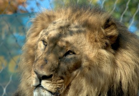 THE KING - cats, loewen, raubtiere, lions