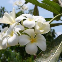 *** White Plumeria ***