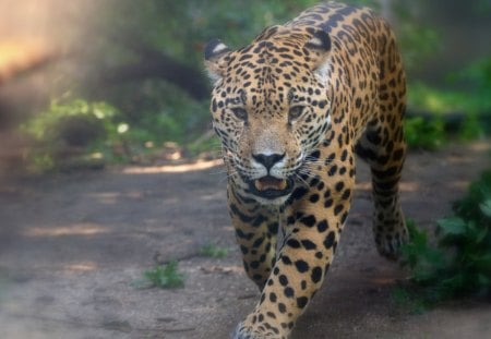 SHE CAME..... - cats, jaguar, raubkatzen, raubtiere